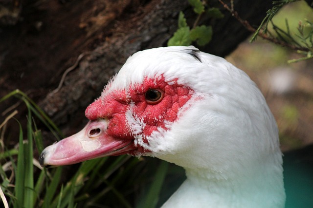 也让观赛体 也让观赛体