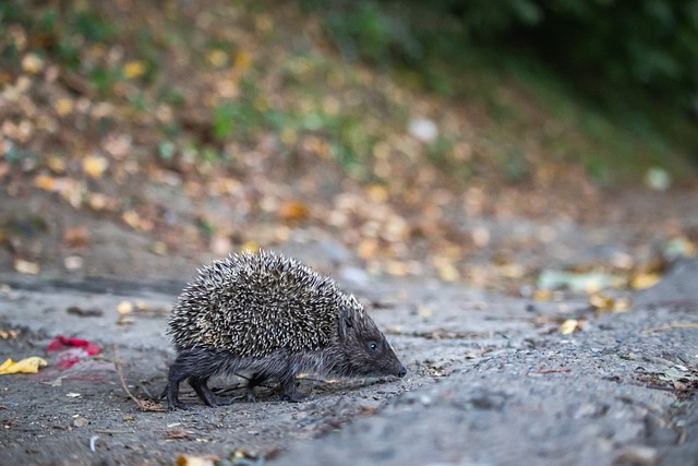 湖人队的阵 湖人队的阵